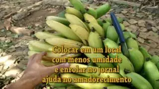 Qual a hora certa de tirar o Cacho de Banana. Dicas e Detalhes.