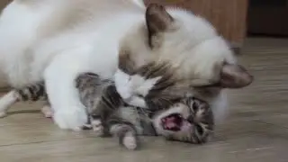 Cats meet and fight (For the first time)