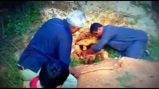 طريقة صيد (صيداليل   او مايعرف بالهشيم  )  في ليبيا