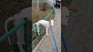 #short