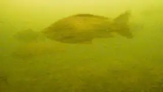 Рыбалка на жерлицы. Подводная съёмка.