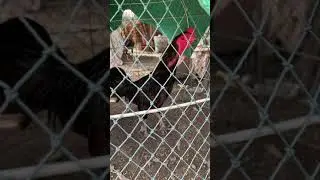 Cockfighting Beautifully Crowing | Cockfighting Chicken Animal