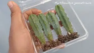 ¿Cuándo UTILIZAR nuestros GARAMBULLOS cultivados desde SEMILLA?