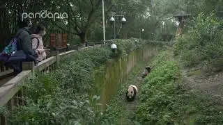 Sometimes taking a different path is not the best option, ask Xiang Guo