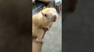 bajing yang lucu baru tumbuh bulu