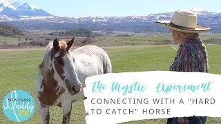 How to connect with a hard to catch horse