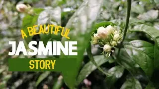 A beautiful Jasmine Story | What happened when the jasmine in the yard bloomed