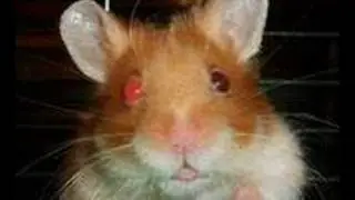 harry the hamster yo momma bowling (SWEARING)