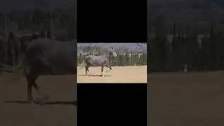 AZ D LA TORRE