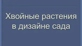 Хвойные растения в дизайне северного сада