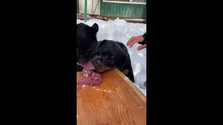 Watch to the end 😈🤣  | FUNNY VIDEOS | Tik Tok #Shorts