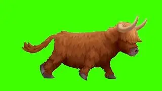 Cow running  green screen