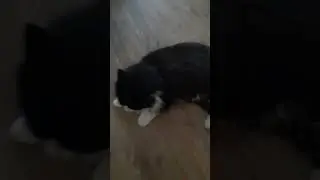 снеговик Бонифаций