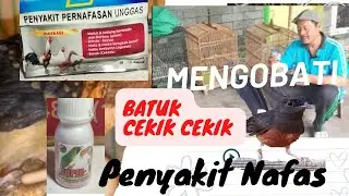 Cara mengobati burung murai batu sakit nafas/pernafasan/batuk @khalikansTV7
