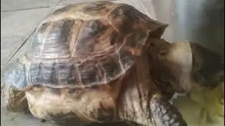 Here's an old vid of my turtle 😊🐢
