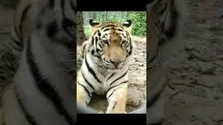 Tiger 250