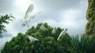 Cockatoos In Slow Motion