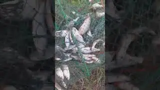 Хотел поймать раков,а тут...