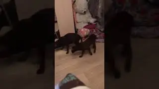 ❤️орики❤️