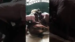 Best Qasai In The World bakra eid 2021 part-1