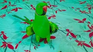 Raw perrot crossing | Raw perrot breading