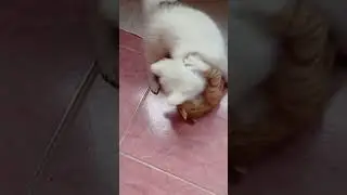 Büyük oyun Layd .Ayaz