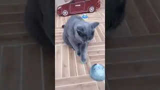 Cats good #usa #cat #cute #love #minecraft #animals #shortvideo #shorts