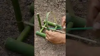 make a trap for quail bird