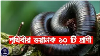 | World's Deadliest Animals |
