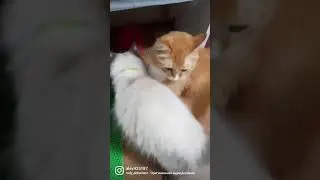 Вечно голодные