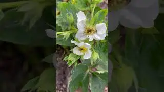 Почему на цветках клубники черные сердцевинки?  Что делать?