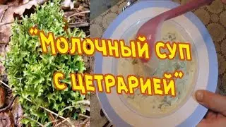 Cetraria 🍀 or milk soup 🍲 from Icelandic moss in the treatment of pneumonia and tuberculosis. Mil...