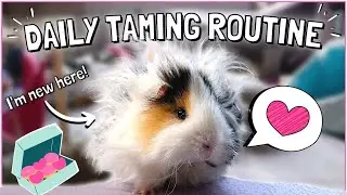 Guinea Pig Daily Taming Routine 2023!