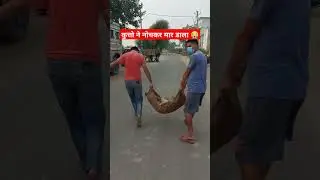 कुत्तो ने नोचकर मार डाला 😭 #shorts