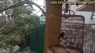 Chim chìa vôi hót hay quá mọi người ơi | Hội Yêu Thích Chim Cảnh