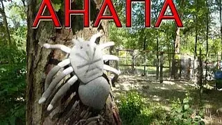 Анапа ПОГОДА 6 июня 2016 Черное море песчаный пляж 
