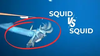 When squid attack!