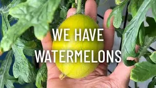 Indoor Watermelon Growth Update