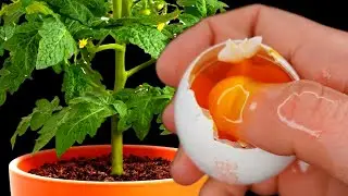 In 24 Hours, Tomatoes and Peppers Have a Stem Thicker Than a Thumb! I water it! Harvest Grows By To