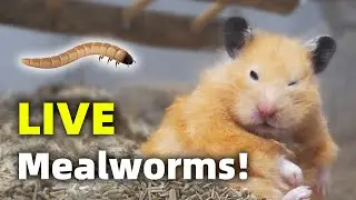 Will my Hamsters Like Live Mealworms?