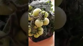Завалит урожаем! Один из лучших сортов балконных 