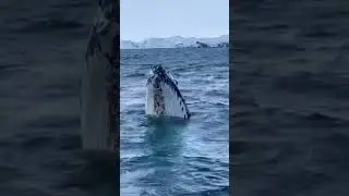 Humpback whale jumps on the surface, Teriberka March🐳