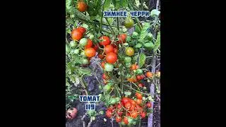 Среднерослые томаты 1 часть.
