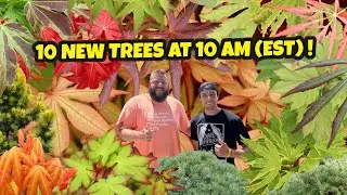 Super Duper 10 New Trees at 10 AM (EST) on MrMaple | Japanese Maple Height and Growing Conditions