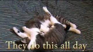 Our 5 cats