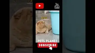Funny Cat Video With Funny Cat Moments - Pet Cat Funny Video Coordination
