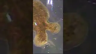 Two-headed flatworm #shorts