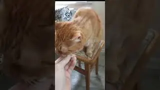 Мой  Рыжик   ест  капусту