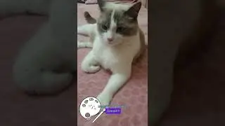 Давай махнём на природу #юмор #приколы #кошки