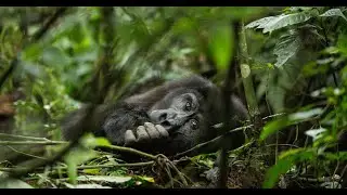 Happy World Gorilla Day from Gunther and Kal!